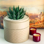 Portrait View of Aloe Aristata in a latte handmade pot, Lace Aloe with Lid and red candles. Biodegradable and recycled pot. Long-lasting and sustainable plant gift.
