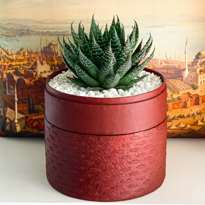 Aloe Aristata in a red handmade pot, Lace Aloe. Biodegradable and recycled pot. Long-lasting and sustainable plant gift.