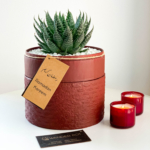 Aloe Aristata in a red handmade pot with a free gift card/personalised message, Lace Aloe. Biodegradable and recycled pot. Long-lasting and sustainable plant gift.