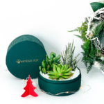 Midi Succulent Mix - Rich Green - Festive Gifts