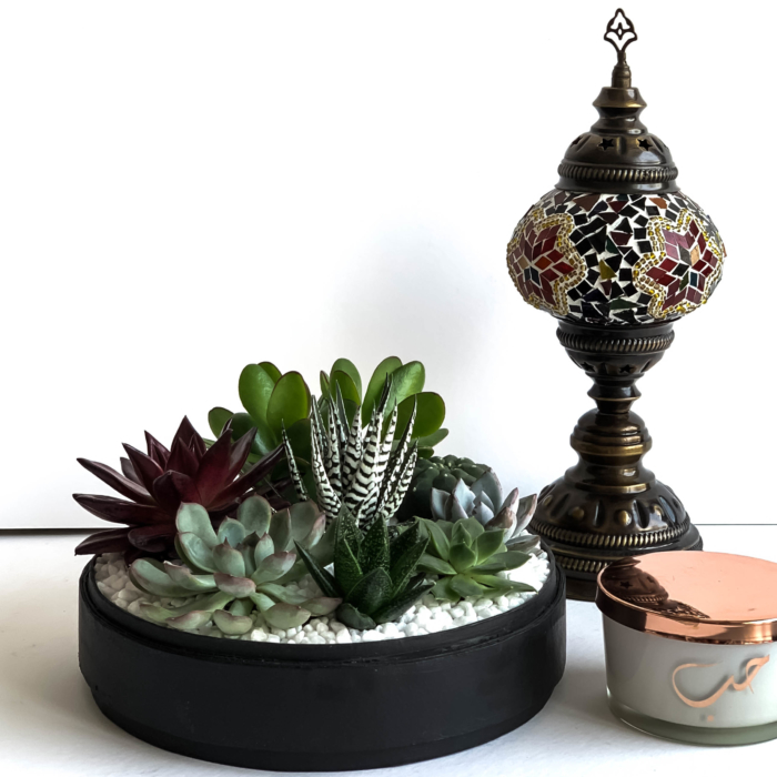 Landscape view of Lush Succulent mix in a black handmade pot, cacti mix with centrepiece lamp and candle. Biodegradable and Recycled Pot. Long-lasting and sustainable plant gift.