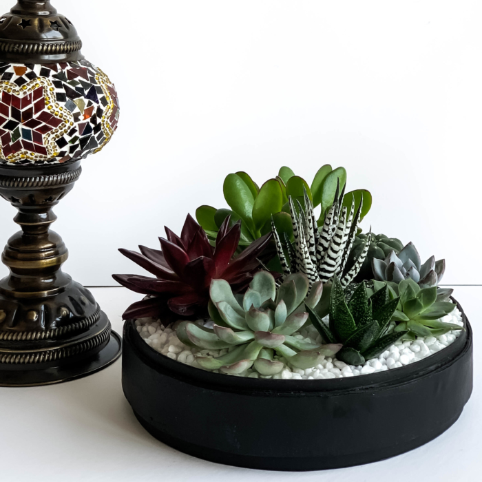Landscape view of Lush Succulent mix in a black handmade pot, cacti mix with centrepiece lamp. Biodegradable and Recycled Pot. Long-lasting and sustainable plant gift.