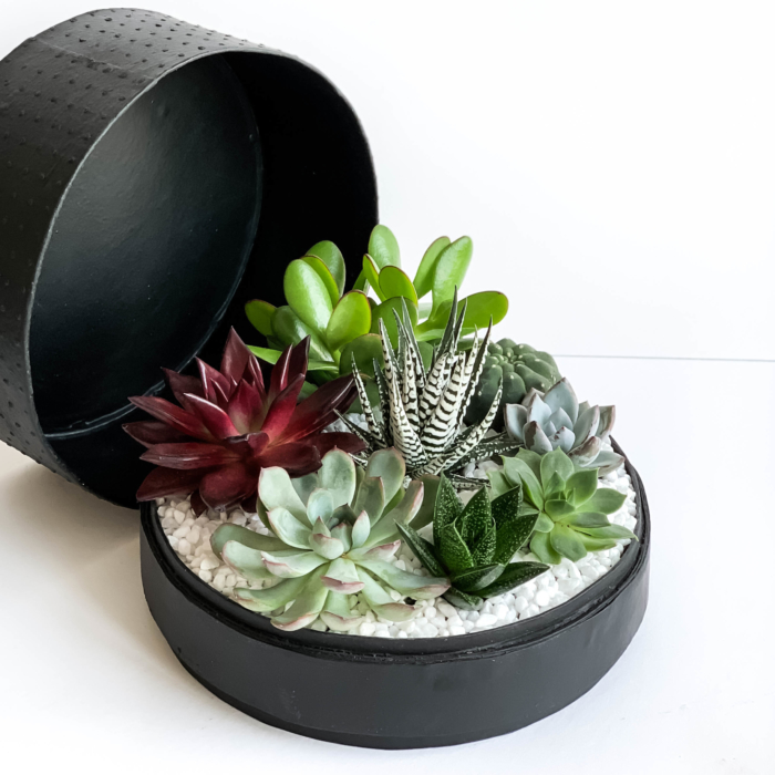 Aerial view of Lush Succulent mix in a black handmade pot, cacti mix with lid. Biodegradable and Recycled Pot. Long-lasting and sustainable plant gift.