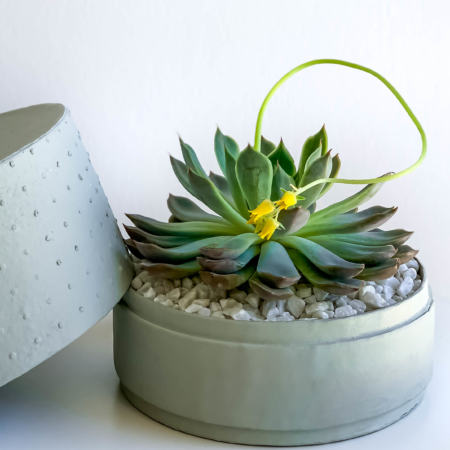 Landscape view of Midi Echeveria in a mint green handmade pot, cute succulent with lid. Biodegradable and recycled pot. Long-lasting and memorable sustainable plant gift.