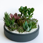 Lush Succulent mix in a charcoal blue handmade pot, cacti mix. Biodegradable and Recycled Pot. Long-lasting and sustainable plant gift.