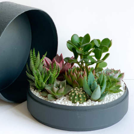 Aerial view of Lush Succulent mix in a charcoal blue handmade pot, cacti mix with lid. Biodegradable and Recycled Pot. Long-lasting and sustainable plant gift.