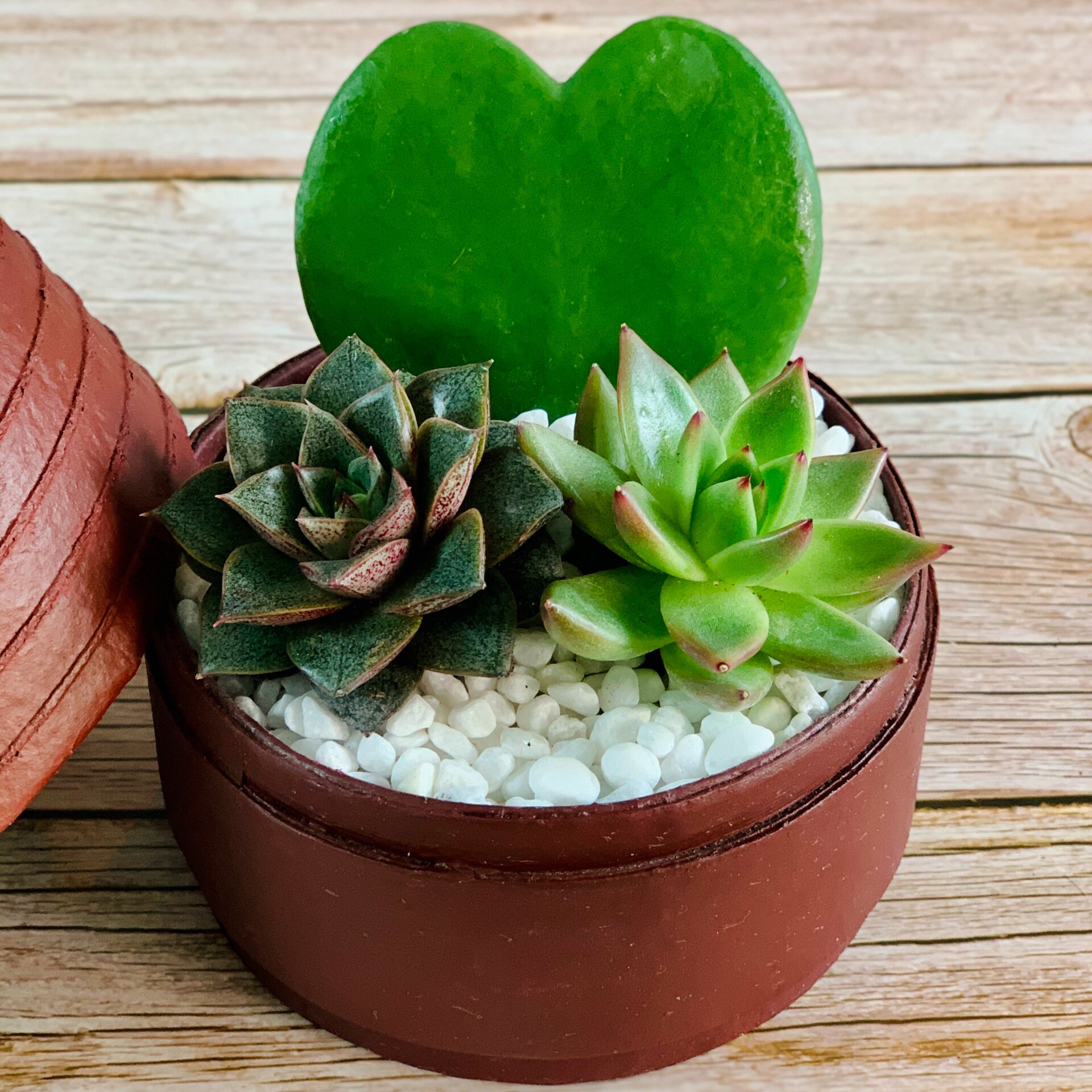 How to care for your indoor Aloe | Plant Care Tips | WANDER POT