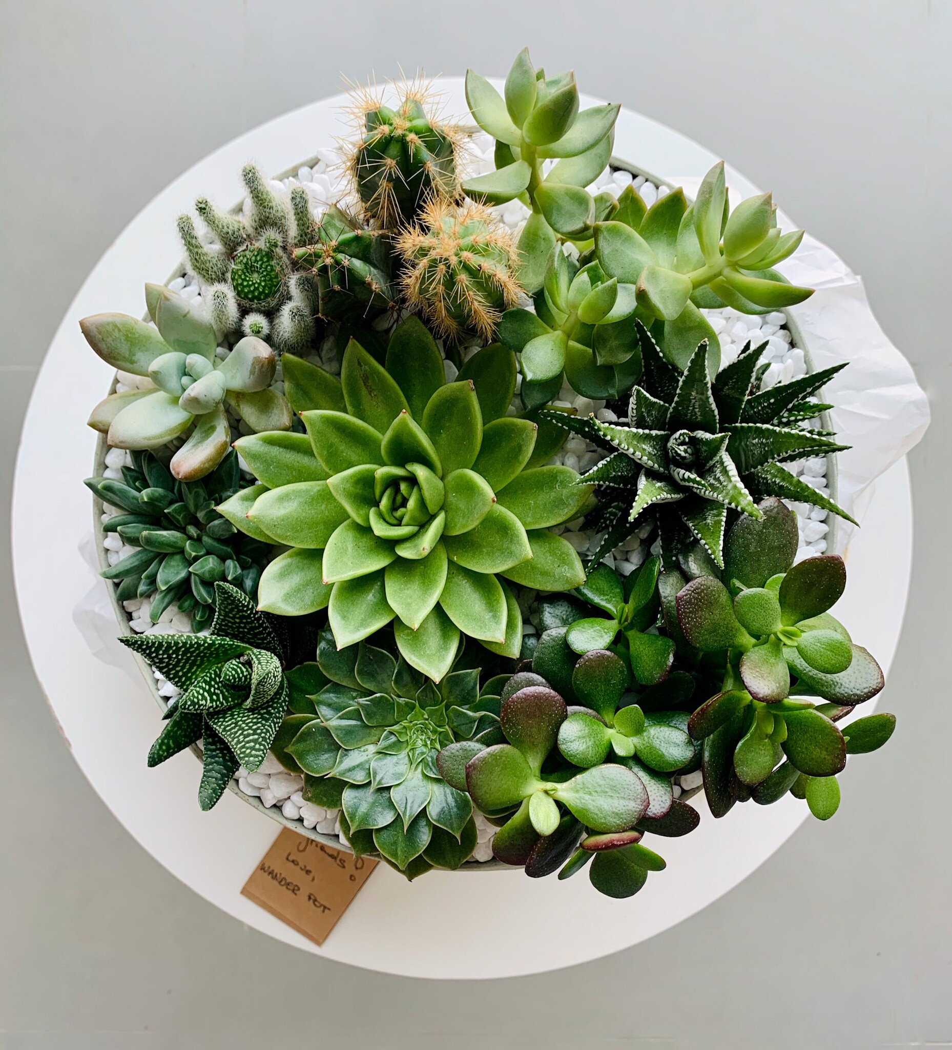 How to care for your indoor succulent mix - WANDER POT
