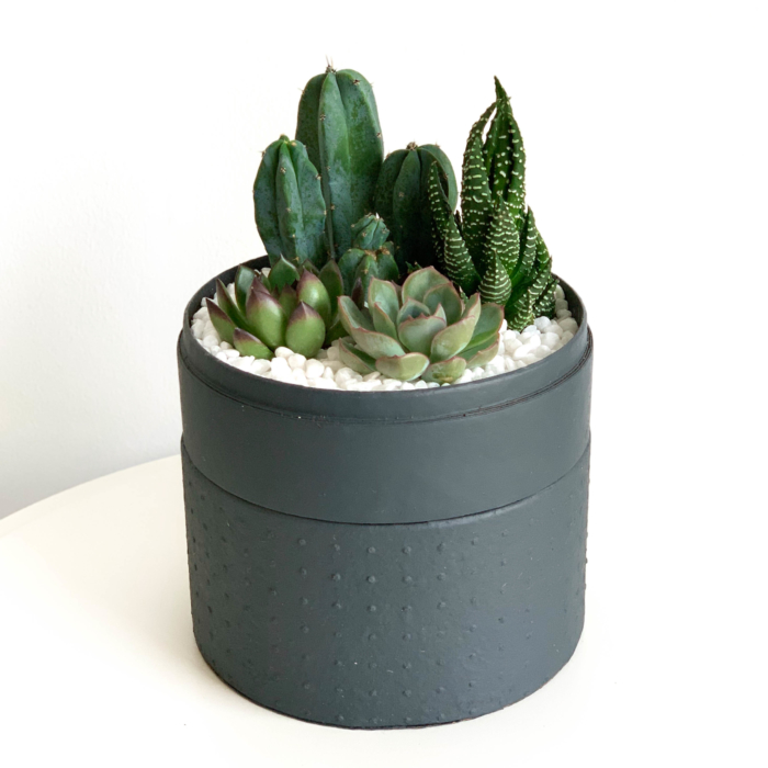 Midi Succulent mix in a charcoal blue handmade pot, midi jungle cacti mix. Biodegradable and recycled pot. Long-lasting and sustainable plant gift.