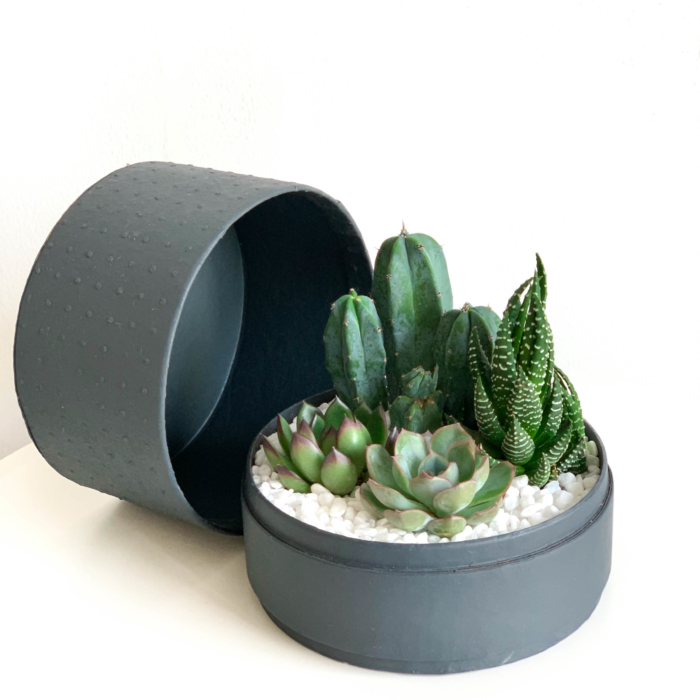 Midi Succulent mix in a charcoal handmade pot, midi jungle cacti mix with lid. Biodegradable and recycled pot. Long-lasting and sustainable plant gift.