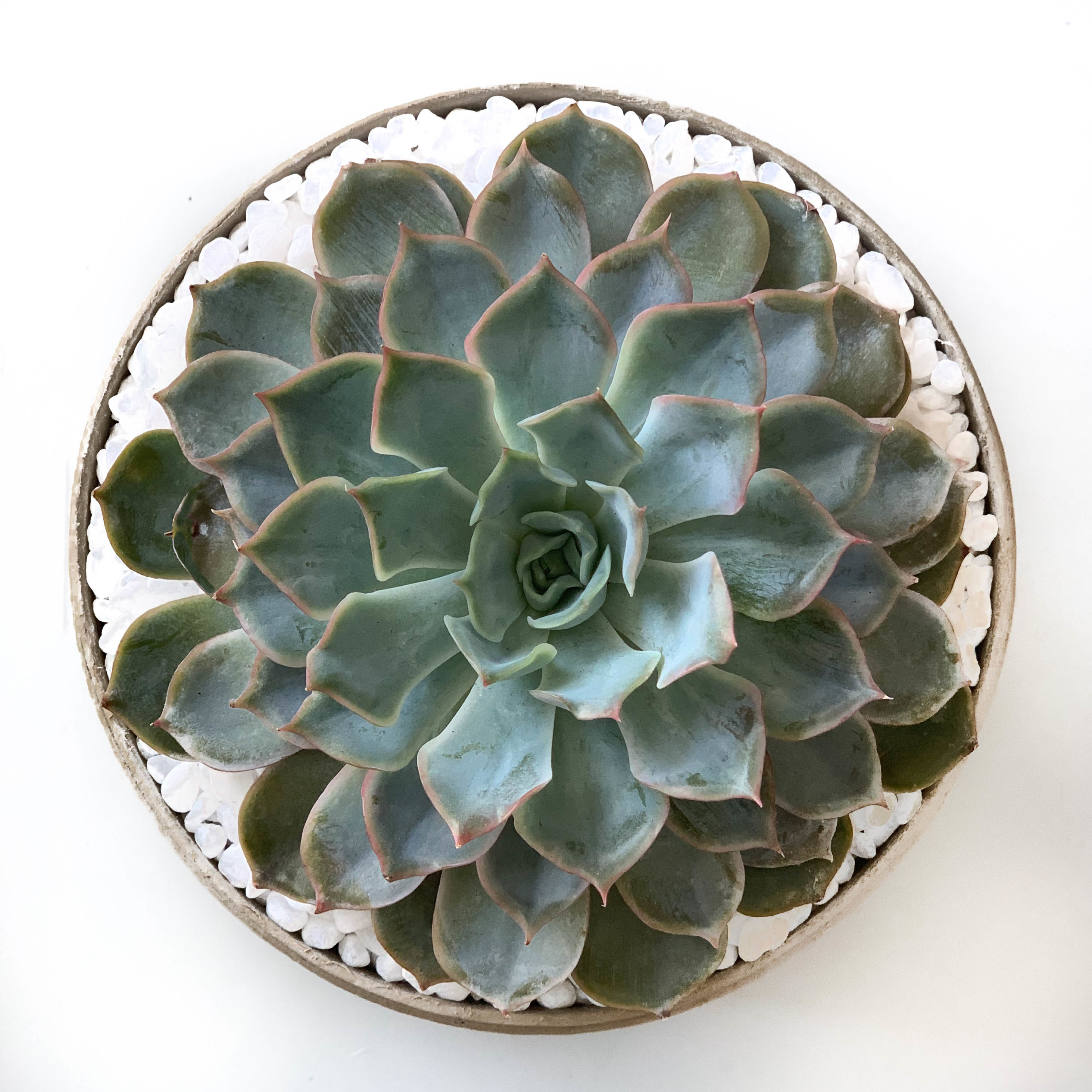 Midi Echeveria in a latte handmade pot, cute succulent. Biodegradable and recycled pot. Long-lasting and sustainable plant gift.
