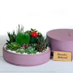 Lush Succulent mix in a dust pink handmade pot, cacti mix with lid. Biodegradable and Recycled Pot. Long-lasting and sustainable plant gift.